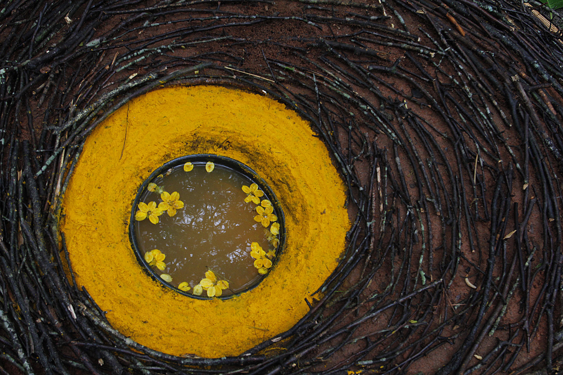 Nesting Domes (detail) at the Carolina Raptor Center, Huntersville, NC - 2018