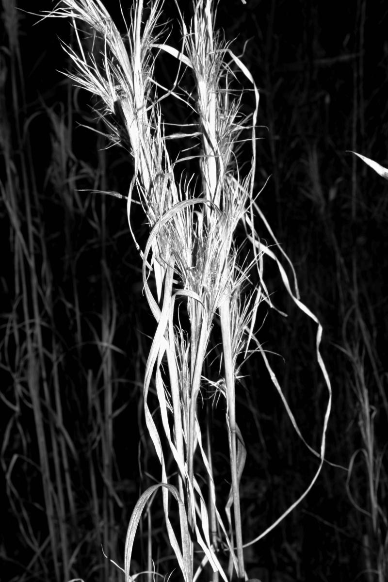 Luis Cruz, Grass, Landscape, Photo Two, Gaston College