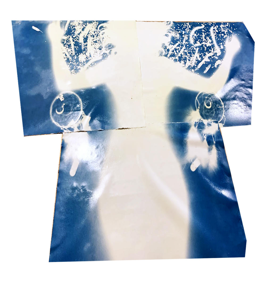 STUDENT: Sammy Pacitto, cyanotype bodygram, Gaston College