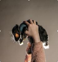 © Crista Cammaroto