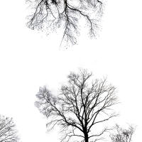 © Crista Cammaroto